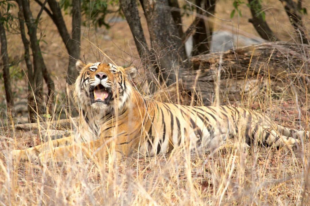themensaindia's tweet photo. Picture taken by our young wildlife enthusiast Chirag Vashisht of #Tiger T-57 at #Ranthambhor #themensa #wildlifephotography #safari https://t.co/hrQaMtAtkB