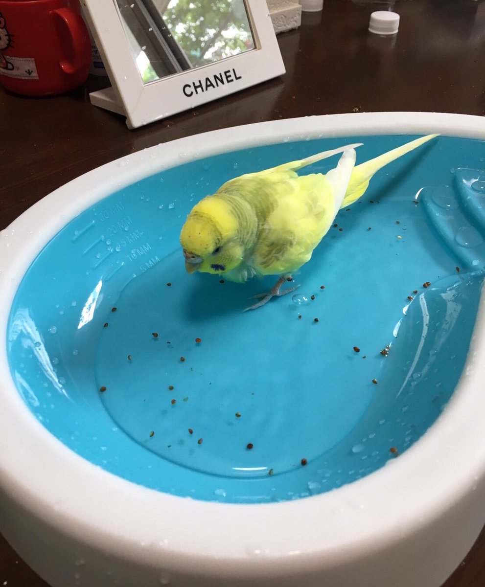 かお 粟を食べたい一心で入ってくれました セキセイインコ バードバス