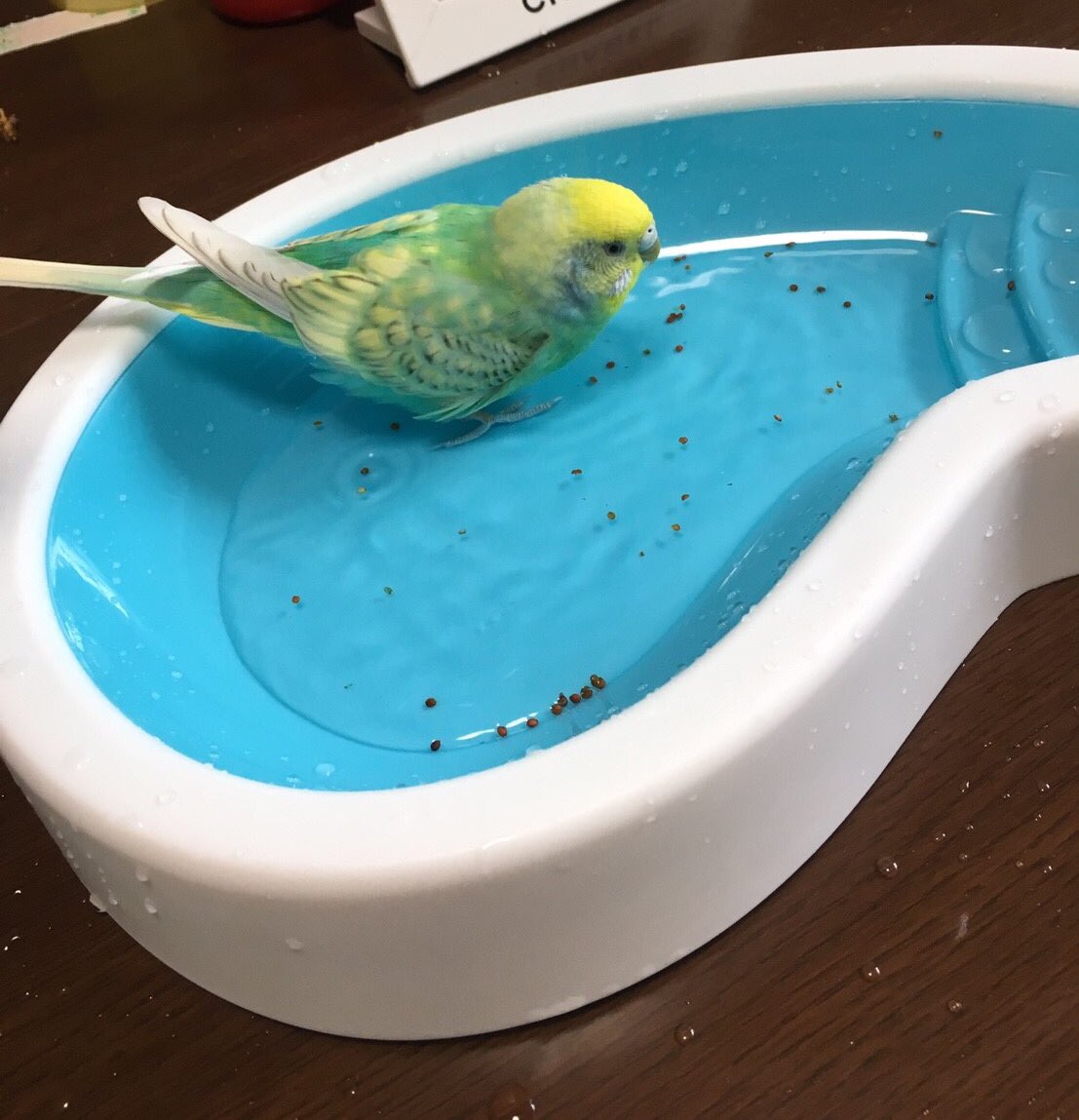かお 粟を食べたい一心で入ってくれました セキセイインコ バードバス