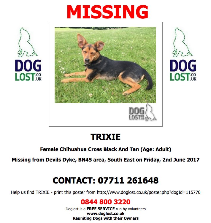 DogLostUK's tweet photo. #LOST TRIXIE Female #Chihuahua Cross #DevilsDyke #Brighton #BN45 #Lostdog #ScanMe  https://t.co/dn1UuEyYeT https://t.co/yWpYbkyoJV