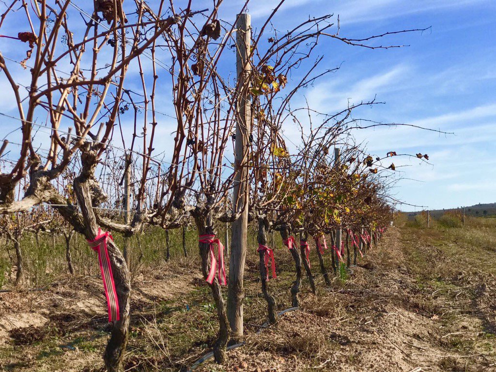 Adopting 60 Shiraz vines for a year! Most original gift <a href="/strandveld/">Strandveld Vineyards</a> <a href="/BridgetMcCarney/">bridget mccarney</a> <a href="/crispianbrown/">crispian brown</a>