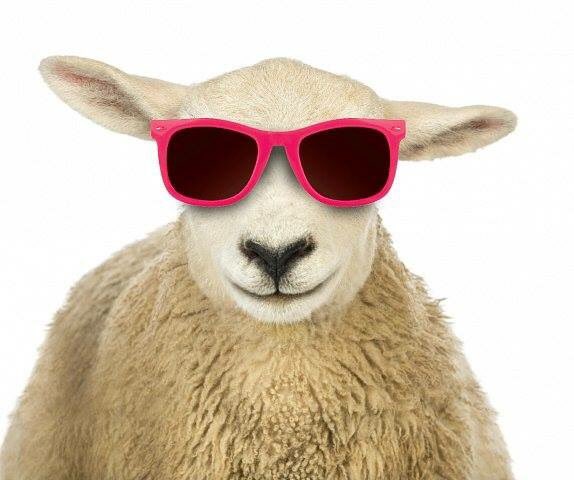 ShearingKiltoom's tweet photo. Congrats @campaignforleo we'll have plenty of 'grassroots' you could connect with @ShearingKiltoom this weekend #willewebethere https://t.co/TII1ACMCpp