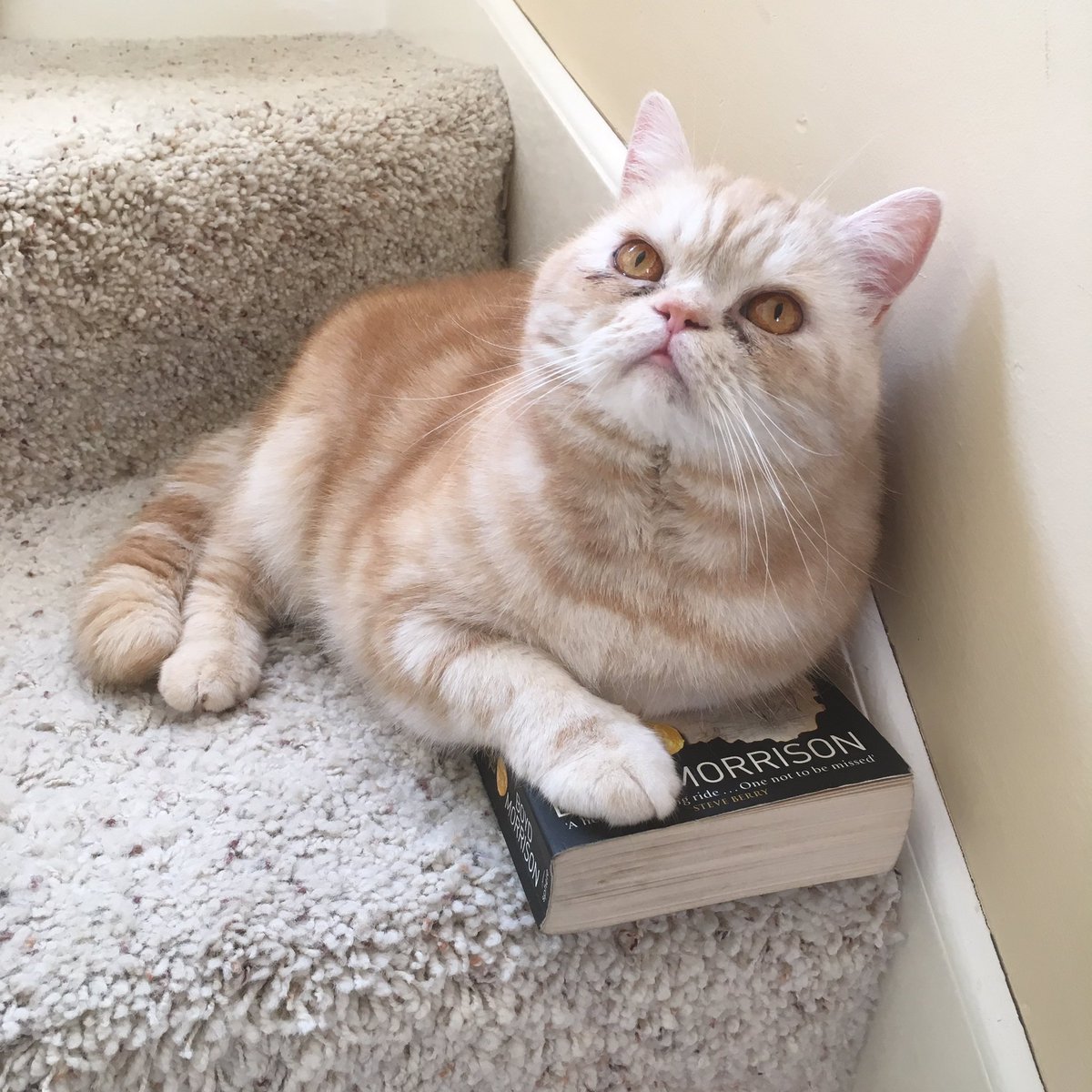 adryth's tweet photo. @BoydMorrison looks like you have a new fan. #oscarpusstorius https://t.co/HvWrhnZna5