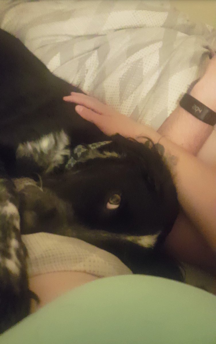 Nakesha_marie's tweet photo. 2 am Wesley cuddles cause I dont feel good😍🐶 #dogmom #TexasHealer #SpringerSpaniel #mixedpup #celiacsdisease #spoonie #chronicallyill https://t.co/pfwQesRJsU