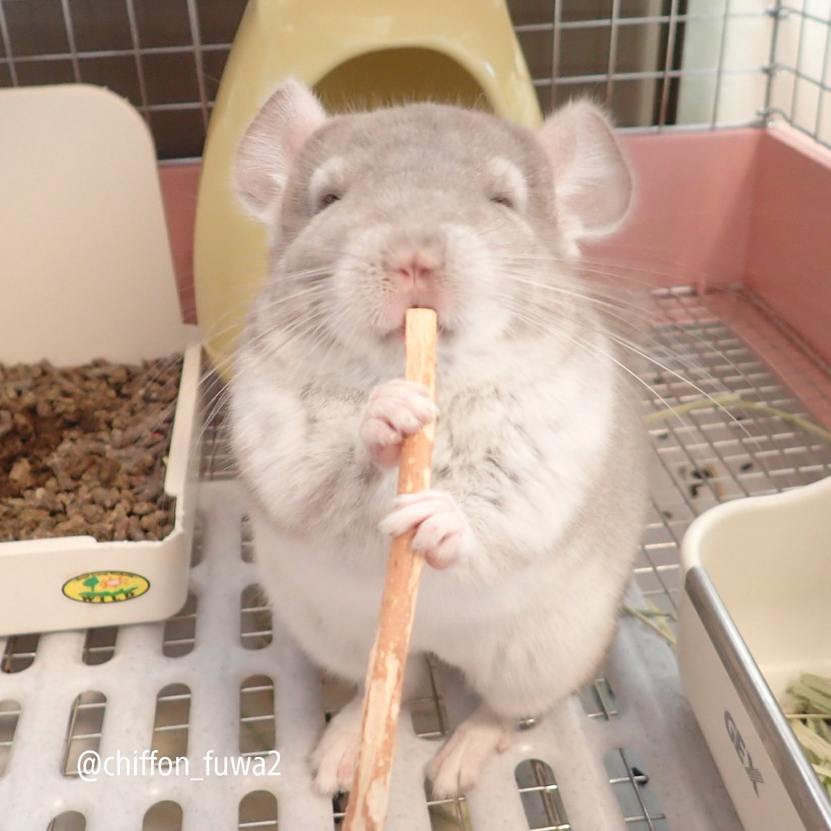 チンチラしーちゃん シフォン U Tvitteri 可愛い顔して食べるなぁ チンチラ Chinchilla