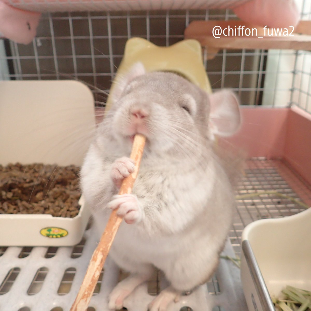 チンチラしーちゃん シフォン 可愛い顔して食べるなぁ チンチラ Chinchilla