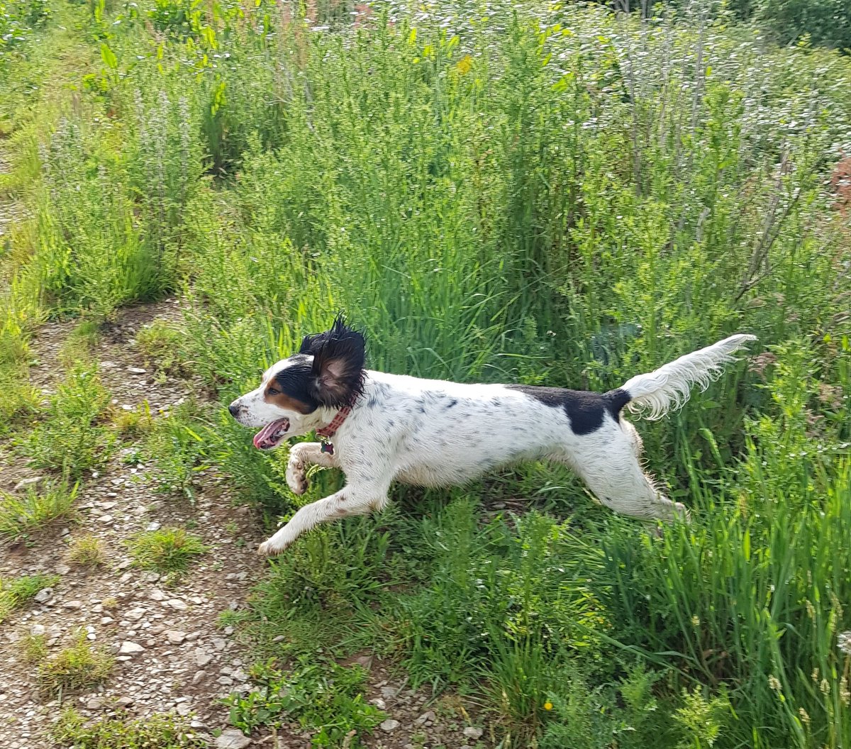 Spanielsrescue's tweet photo. Having a great time on  our holibobs will be home far too soon keep up the good work SARR  xx https://t.co/VqQdwf9Cbf