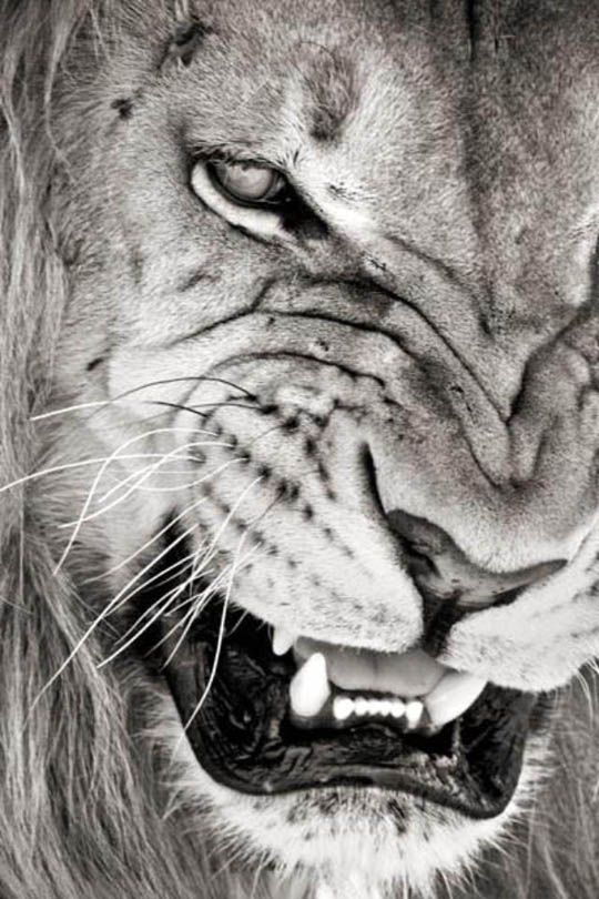 AndreOosthuizen's tweet photo. We cannot choose our external circumstances but we can always choose how to respond to them. https://t.co/8wtwAnpHsH
