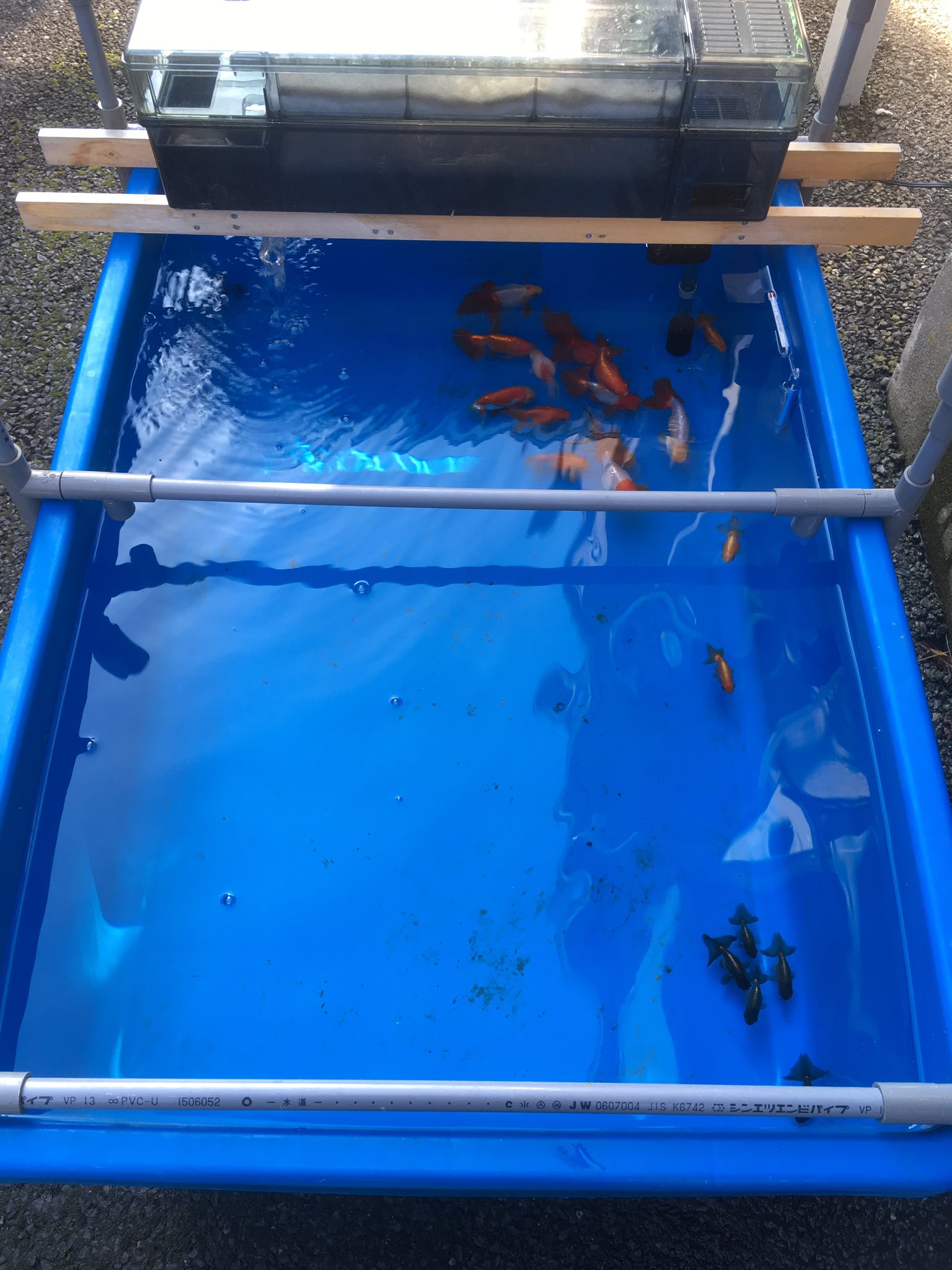 けんぎょ 久々の金魚day 水換え ろ過装置もみんな洗いました さっぱり 黒子頒布会で頂いた大阪らんちゅうはやっぱ形が綺麗です 金魚 Kingyo 大阪らんちゅう 嫁よ 無事帰れ T Co Avq9aganac Twitter けんぎょ 久々の金魚day 水換え ろ過装置もみんな洗いました さっぱり 黒子頒布会で頂いた大阪らんちゅうはやっぱ形が綺麗です 金魚 Kingyo 大阪らんちゅう 嫁よ 無事帰れ T Co Avq9aganac Twitter