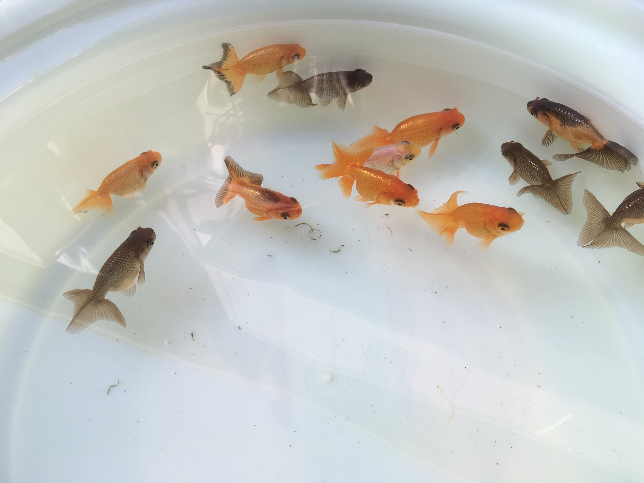 けんぎょ 久々の金魚day 水換え ろ過装置もみんな洗いました さっぱり 黒子頒布会で頂いた大阪らんちゅうはやっぱ形が綺麗です 金魚 Kingyo 大阪らんちゅう 嫁よ 無事帰れ T Co Avq9aganac Twitter