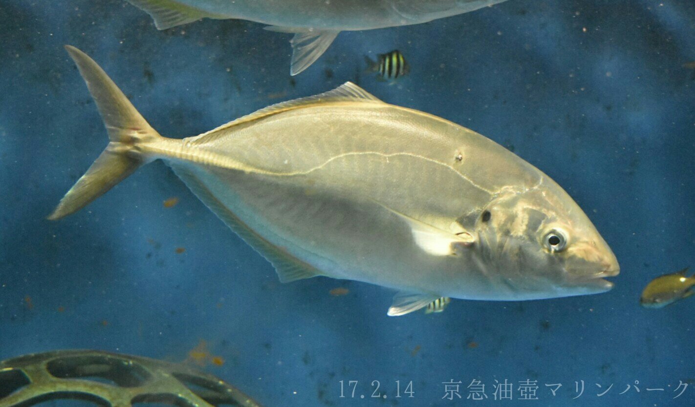 日本の海水魚bot シマアジ アジ科 レア度 自 水 アジ類の中で最も美味とされる魚の一つ 老成すると口が突出してくることから大型のものは関東ではオオカミと呼ばれる 若魚では体に黄色い線が走り 大型魚に群れでついて泳ぐ T Co