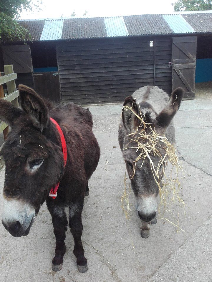 HFieldVillage's tweet photo. The Donkey Sanctuary has a Saturday Club for children to visit donkeys with their families. #donkeyclub
https://t.co/tZtQMRCTWj https://t.co/e2s6Q6ylLq