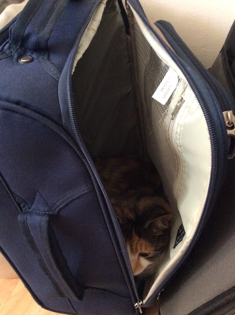 FayHoward67's tweet photo. #SuitcaseCat https://t.co/0D39YLShbN