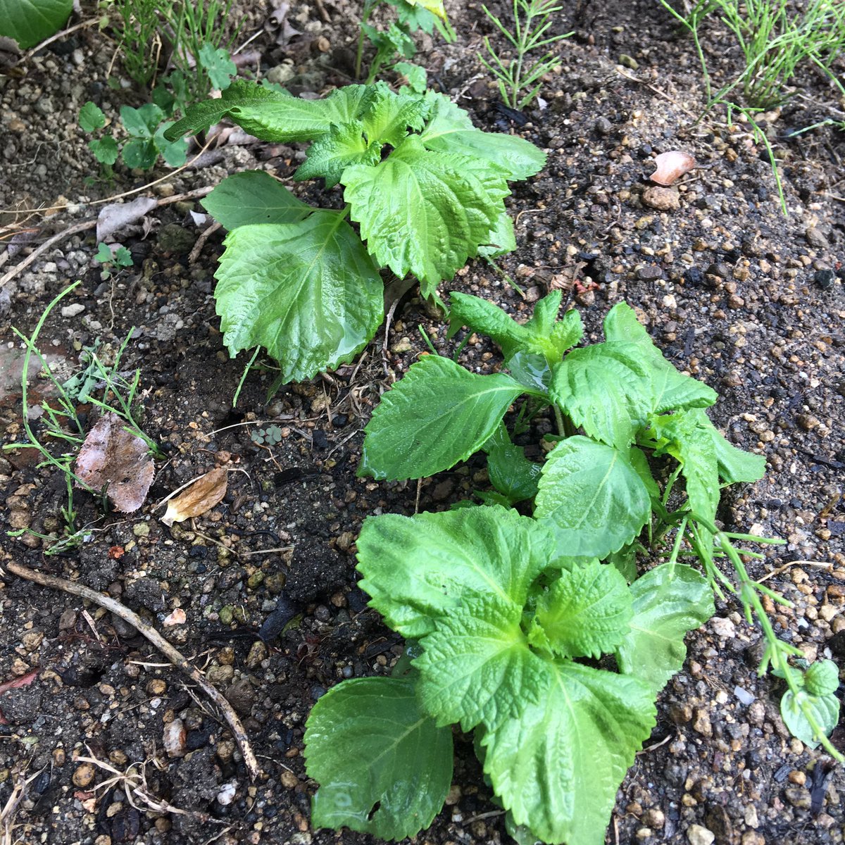 コジコジ らくらく家庭菜園 Di Twitter 毎年 コボレダネから自生する大葉たち 家庭菜園 大葉 零れ種 自生