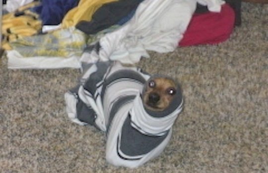 Moofio's tweet photo. A Bunch Of Wieners Stuck In Sleeves https://t.co/Ip1gph2CXZ #cuteanimals #animallover https://t.co/E46g93EraU