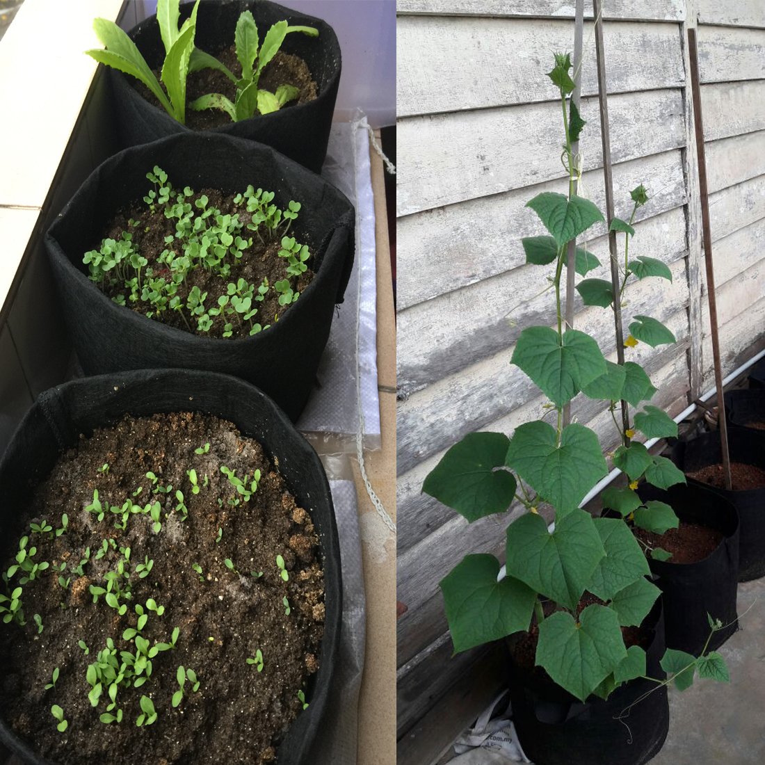 hengshanling's tweet photo. Some day, you may need us. #growpots,#hydroponics,#garden,#gardening https://t.co/mA5Mqbdd0i