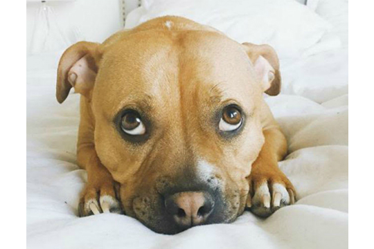 Moofio's tweet photo. Do Dogs Get Embarrassed? https://t.co/wxevxiz9i2 #doglover #pets https://t.co/idP5DbvECp