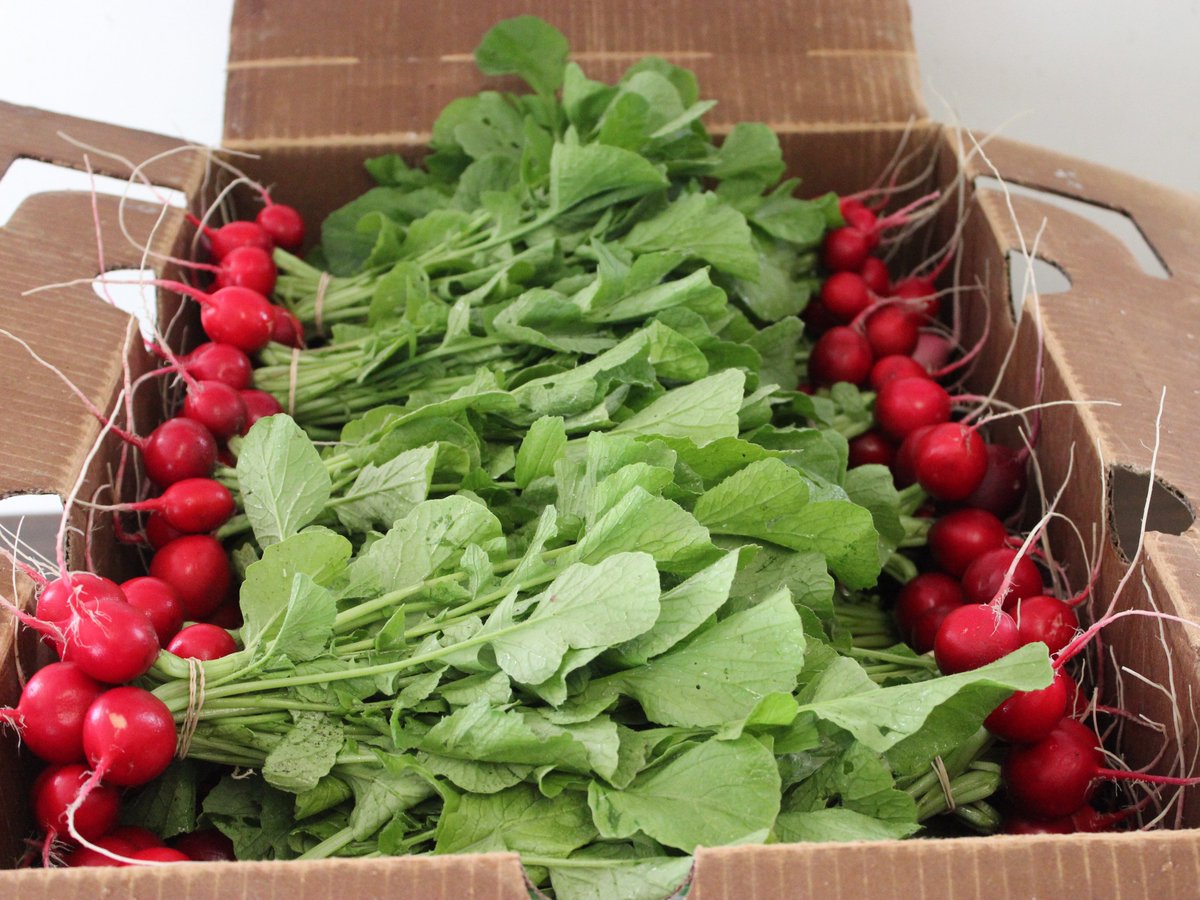 ThistleFarmBC's tweet photo. Lots of #radishes, #greens and #herbs today at #Kamloopsfarmersmarket. We are here til 12:30. https://t.co/XndVv17l2b