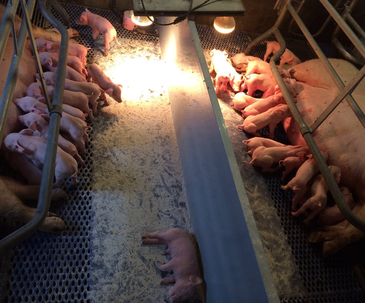 klaassenpigs1's tweet photo. Wat een verschil .....weer #fluitend door de #kraamafdeling #db77 https://t.co/feWeTHLcXA