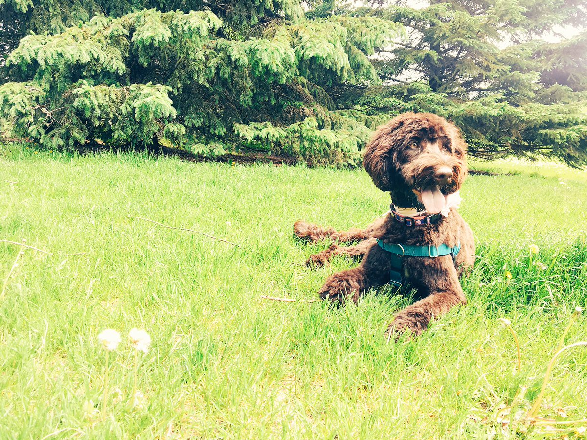 OpuffO2's tweet image. Puff, puff, grass. opuff.com #Opuff #oxygen #energy #recovery #green #puffpuffgrass #puffpuffpass #OpuffPup