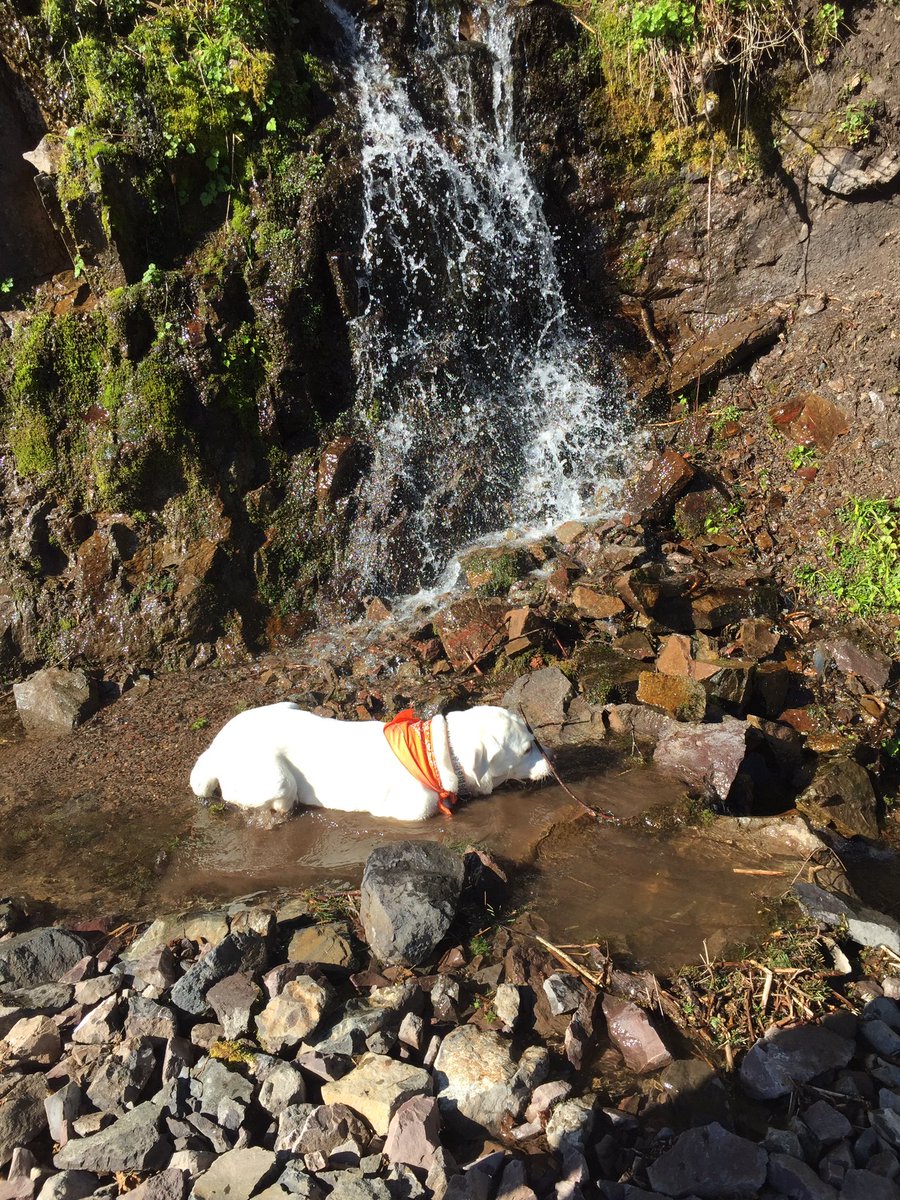7trekky's tweet photo. ☀️🌿Happy weekend friends - take a walk in the 🌲 forest and sniff the wild air! 💦⛰🌻🍃🐾❤️#weekend #ExplorerDog #PNW #waterfalls https://t.co/mk5uzydqVJ