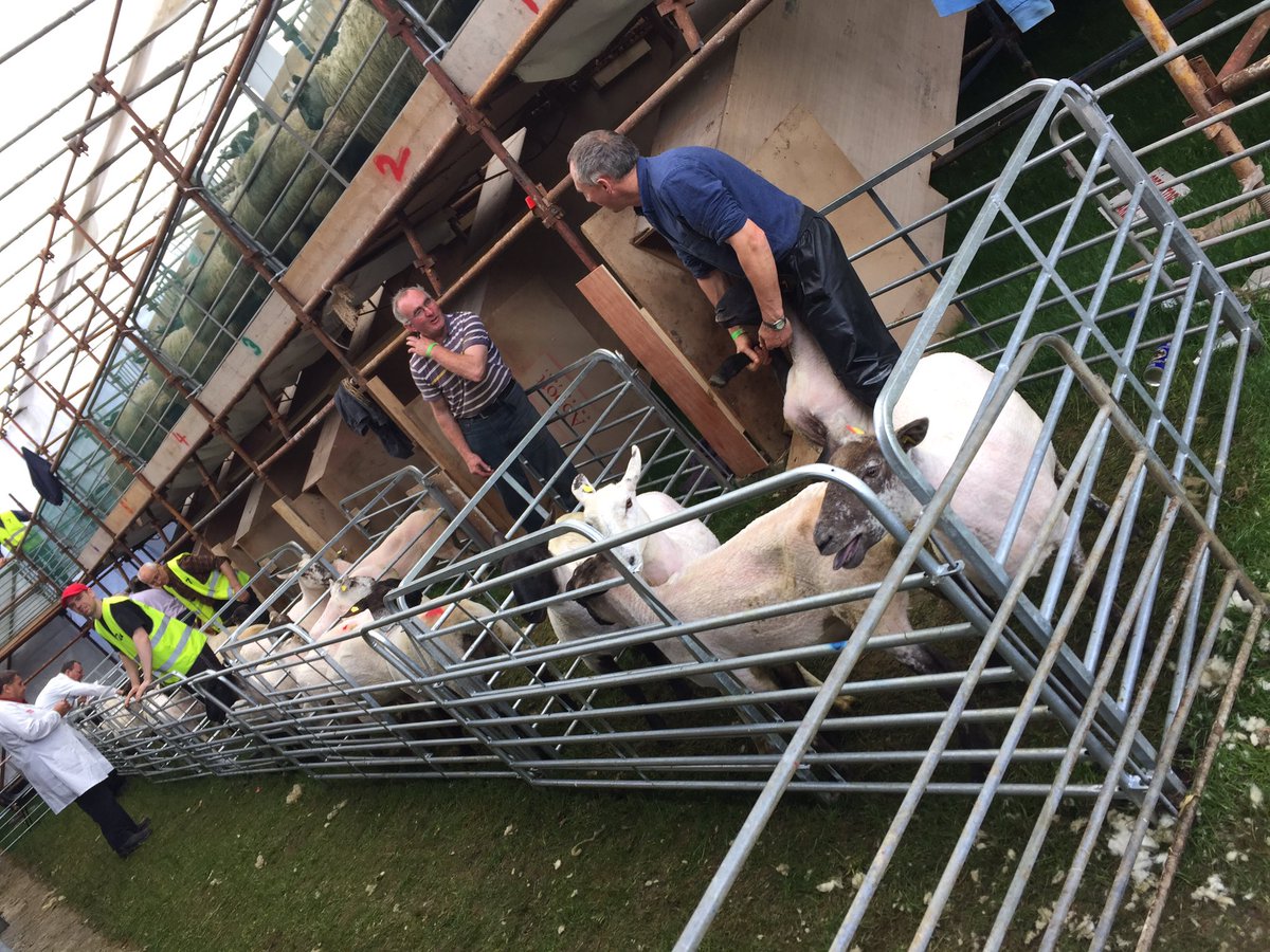 ShearingKiltoom's tweet photo. #beforeandafter #haircut #shearing #willewebethere https://t.co/iezu9UjoxZ