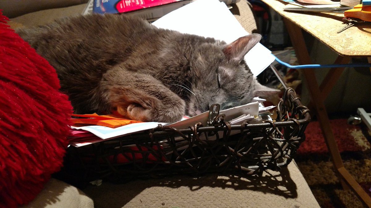 CrashOutKitty's tweet photo. It said IN box so I get in...mmm boxes...zzz #CrashOutKitty #catsnboxes #CatsOfTwitter #box #alwaystimeforanap https://t.co/3ZCmKVLX7z