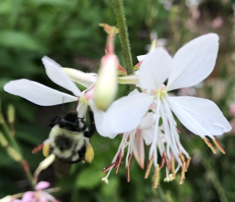 SCFOF's tweet photo. Good blooming morning! This bee is on our native Gaura planted throughout @UptownGreenwood! #GreenwoodsBlooming #SCFOF50th @BeeCityUSA https://t.co/1AJt9vALAa