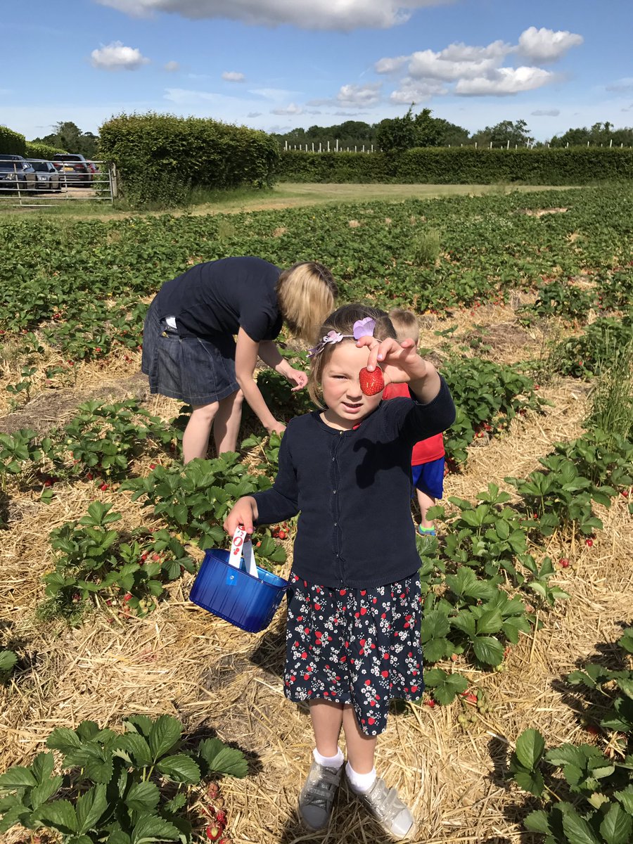 Lots of lovely juicy strawberries ready for picking at <a href="/Garsons_Esher/">Garsons - Esher</a> #PYO #Strawberries