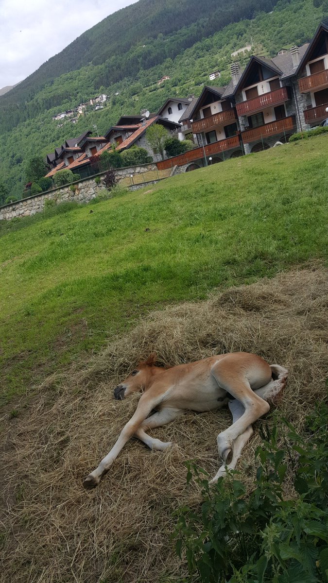 xpamec's tweet photo. "Keep calm and enjoy the nature" 😆✌#Vezza #VezzaD'Oglio #valleCamonica #inLombardia https://t.co/HpJRjAq8QN