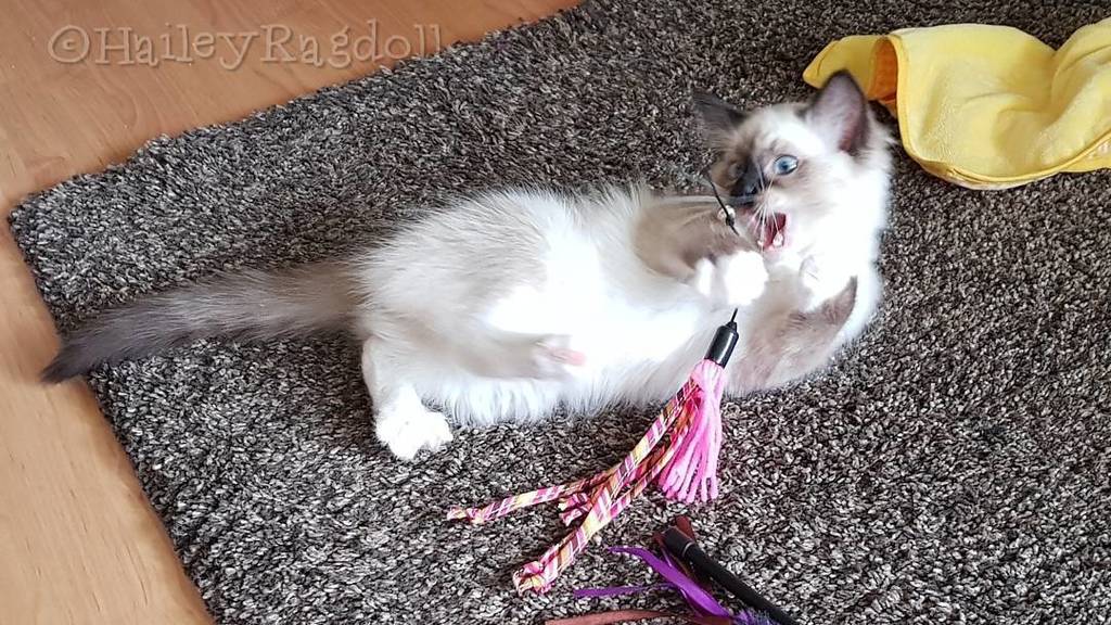 Playing with my mommy. We are having so much fun together. All those toys, I am so happy to be home, my fureverhom… bit.ly/2spdtFb