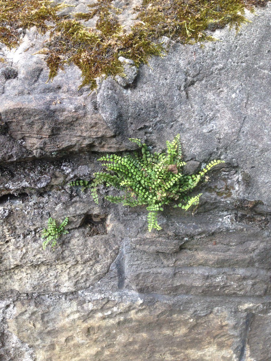 durhambotany's tweet photo. wild walls in Durham, and near you? https://t.co/ezZyjsPKo0