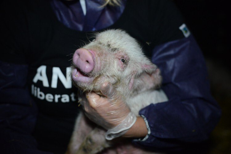 animalpenpals's tweet photo. #MyPhilosophicalQuestionIs how can we claim to love animals, yet cause them agonising pain, day in, day out?

https://t.co/tfUgVaNiRU https://t.co/woEzCbNiZv