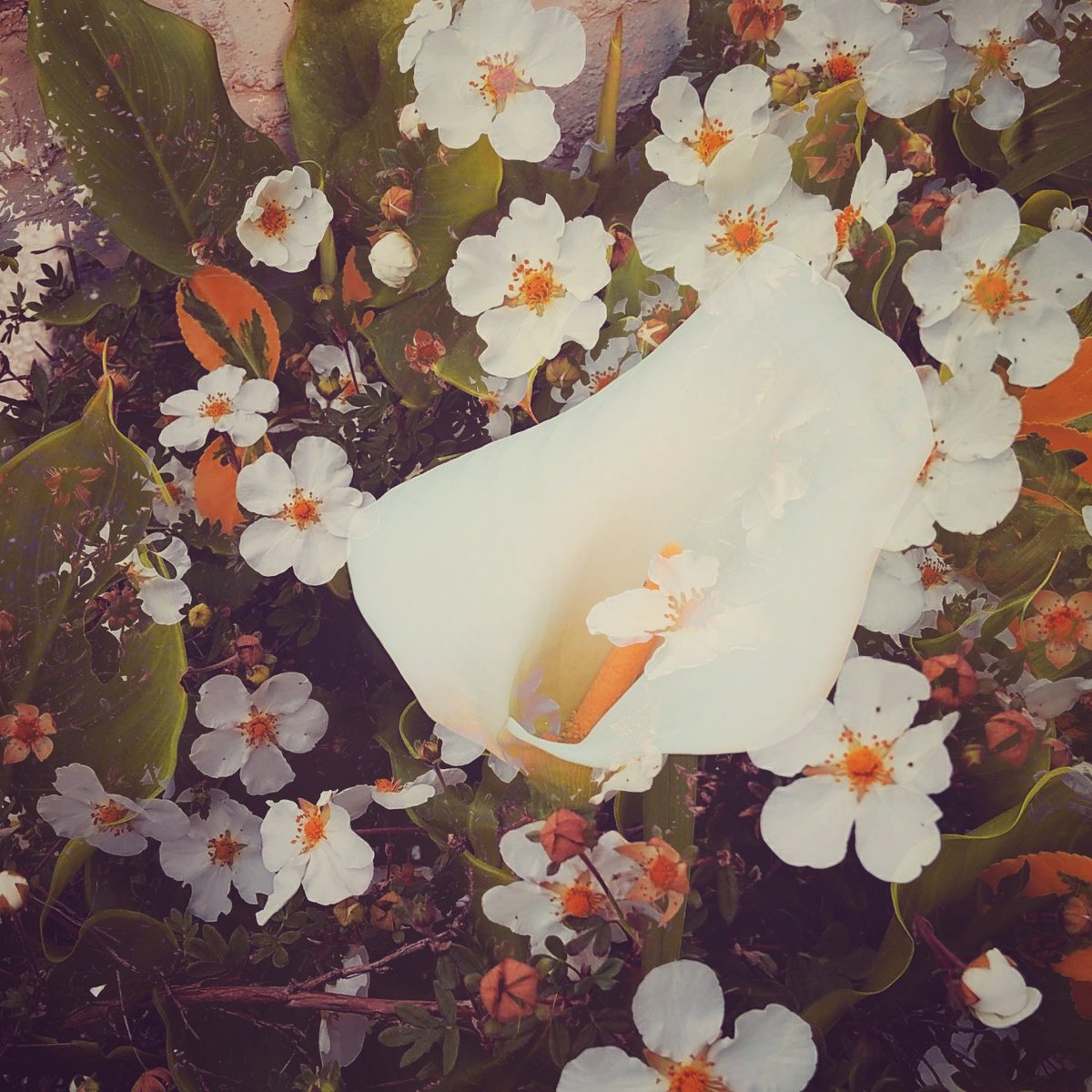 Dead_telepath's tweet photo. Aaaaaaaa #flowers #botany https://t.co/bChES7ILyn
