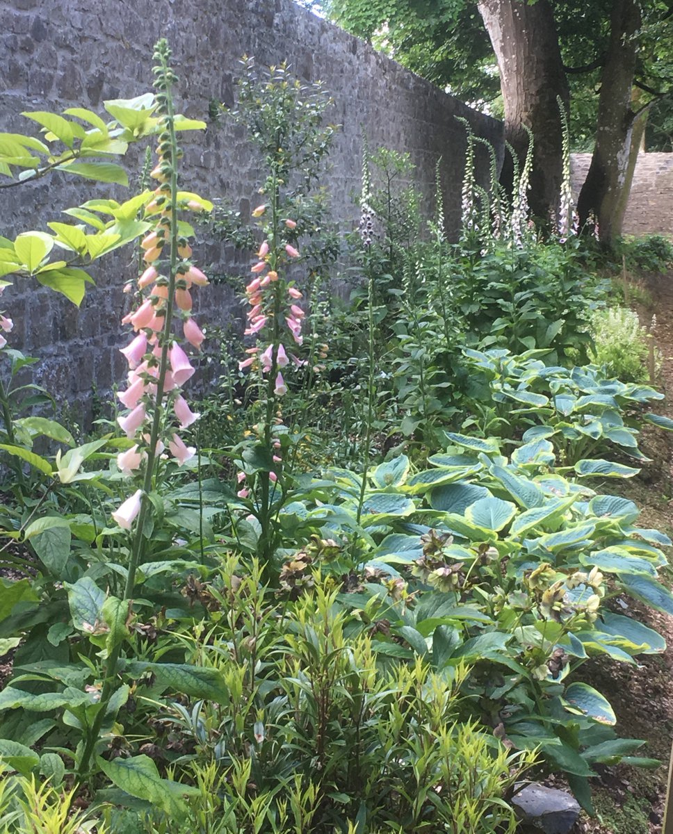 DLeShack's tweet photo. @IrishAesthete Have you seen the foxgloves along the Woodland Walk? #junemorning https://t.co/MuiCMVS4t6