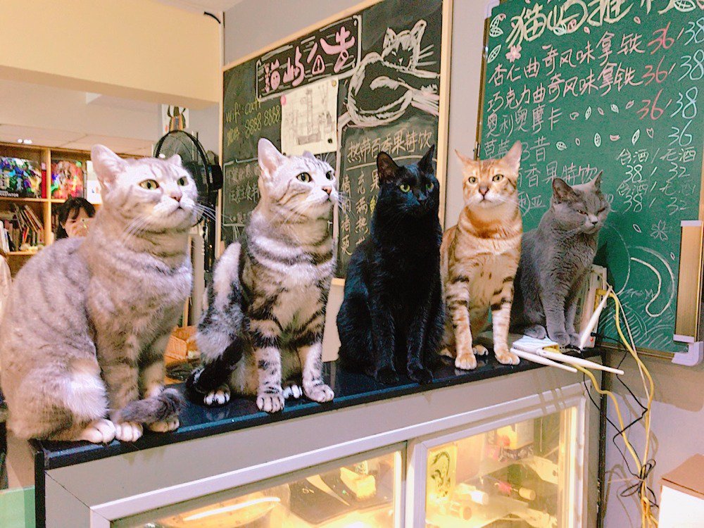 毎週友の猫コーヒーヘ行きます。
猫ちゃん達? 