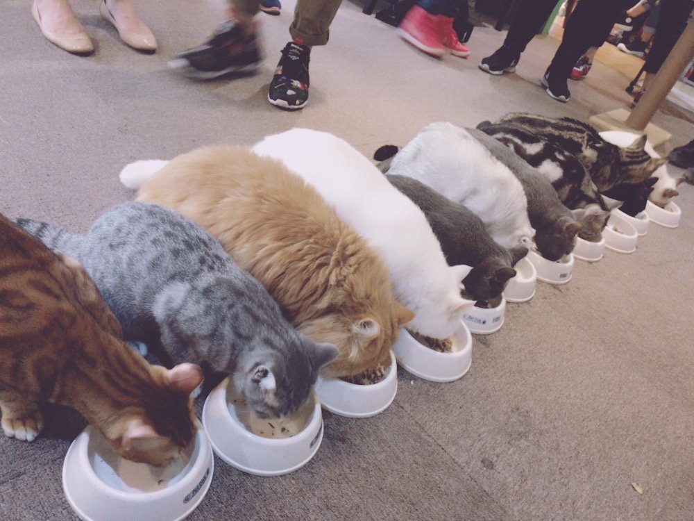 毎週友の猫コーヒーヘ行きます。
猫ちゃん達? 