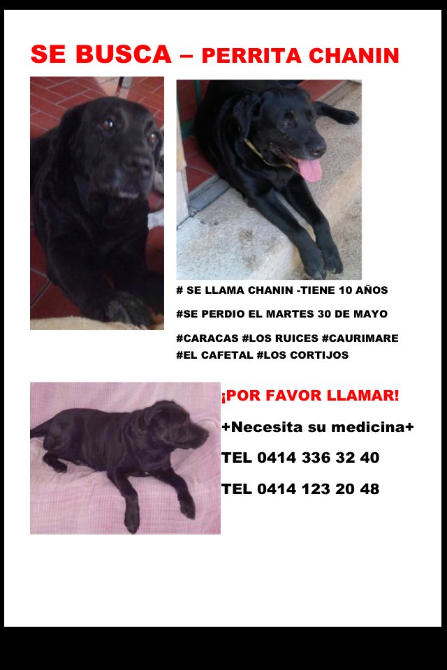 #mascotaperdida #labradornegra #chanin #perrodesaparecido #perraperdida