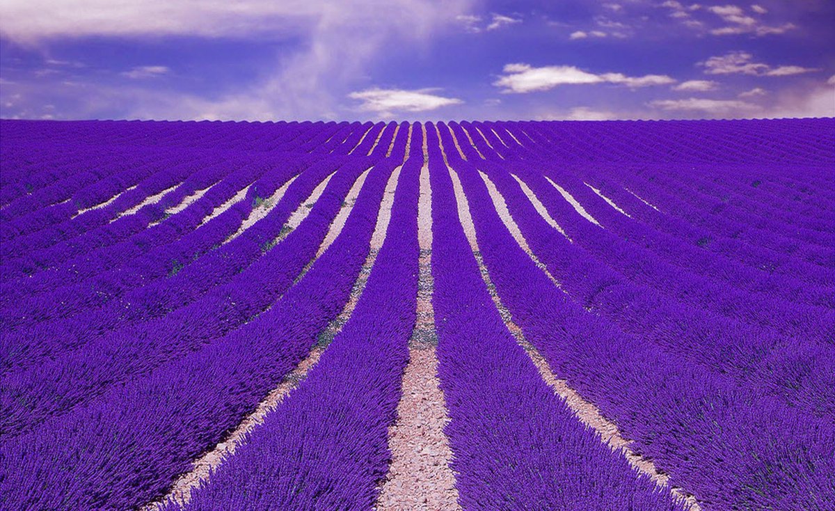 sortala's tweet image. Natural glowing skin with the help of Saffron! #saffron #naturalhealth #nature #NaturePhotography #natureporn sortala.com/blogs/news/top…