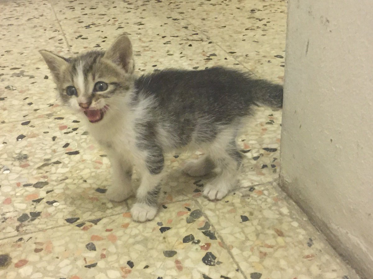 "Anneeeee, misafir geldi!" derken yakalanmışım. Sizin evinize gelen misafirleri de size haber veririm beni alırsanız, dev hizmet valla.