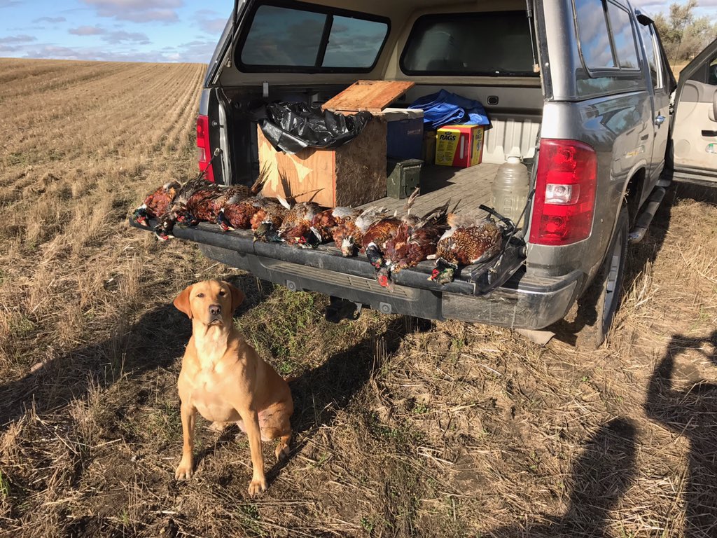 riedestt's tweet photo. @cj_wentz Kimber at 2 yrs old, currently 3 https://t.co/ytsdo9xo7m