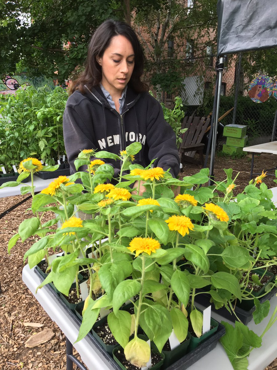 bronxchicks's tweet photo. The plant sale is today at Brook Park! 141 between Willie and Brook! https://t.co/A6hYKn12qy