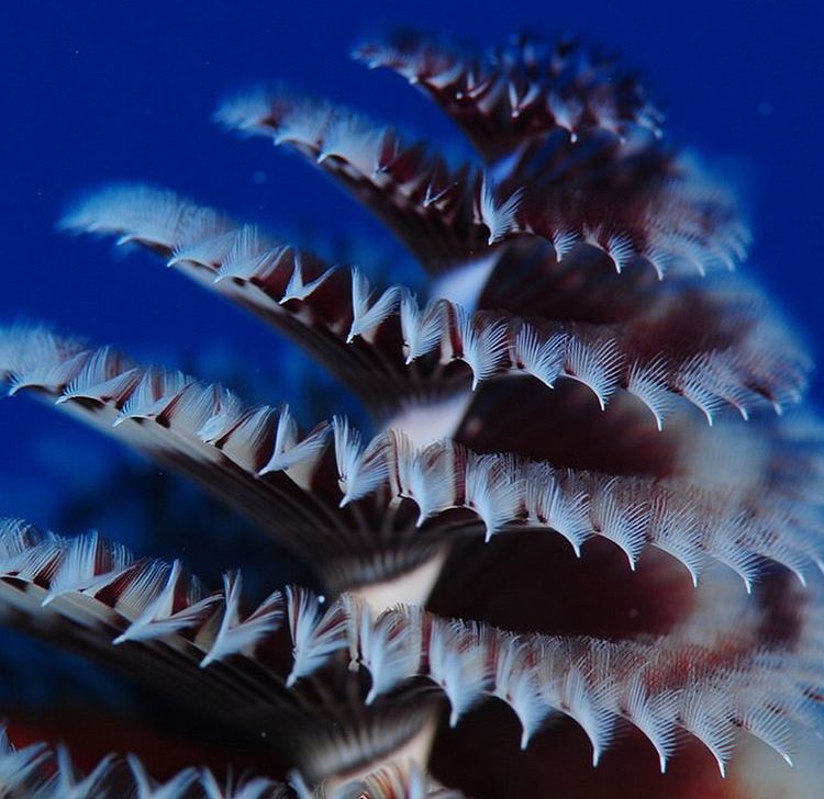 NaturelsWeird's tweet image. The beautiful and elaborate colours of marine worms.

(Photo: @Oceana)