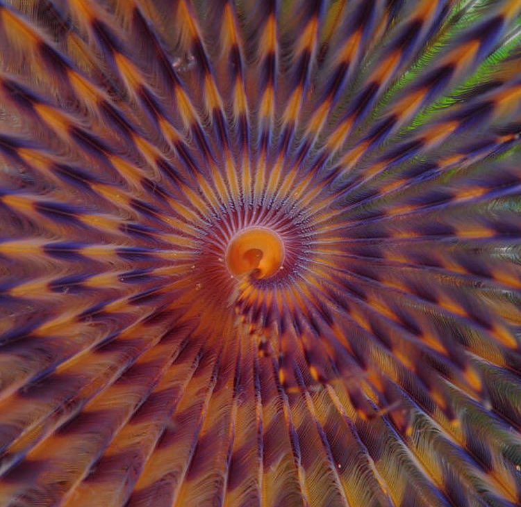 NaturelsWeird's tweet image. The beautiful and elaborate colours of marine worms.

(Photo: @Oceana)
