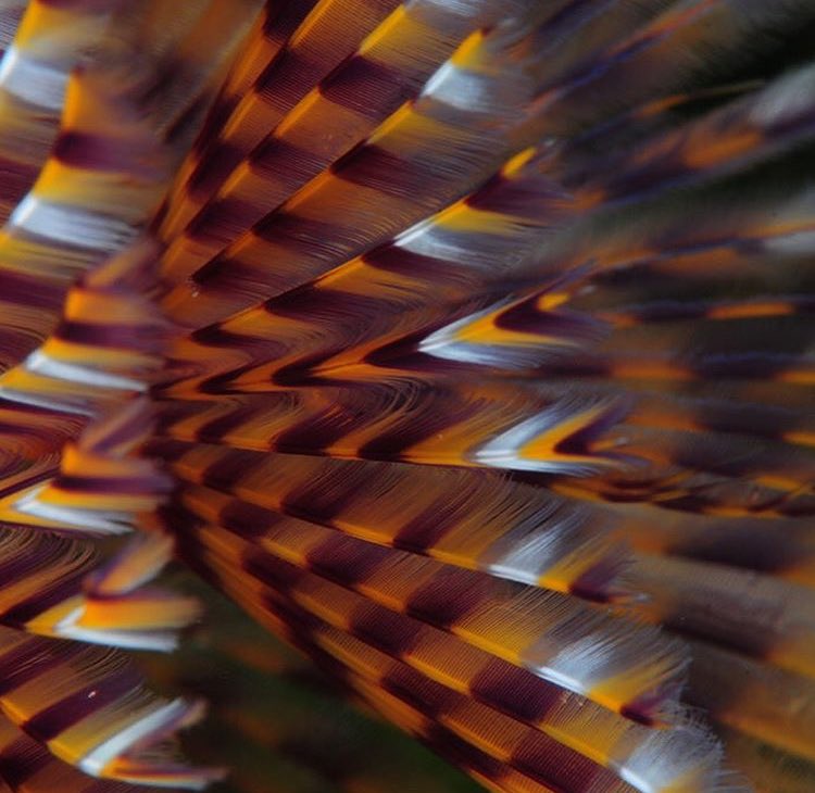 NaturelsWeird's tweet image. The beautiful and elaborate colours of marine worms.

(Photo: @Oceana)
