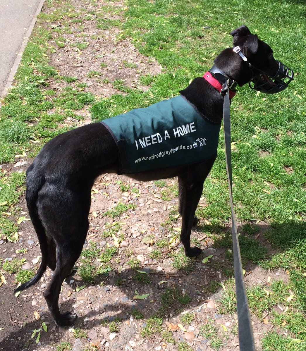 #nationalgreyhoundday a good day at baggeridge park