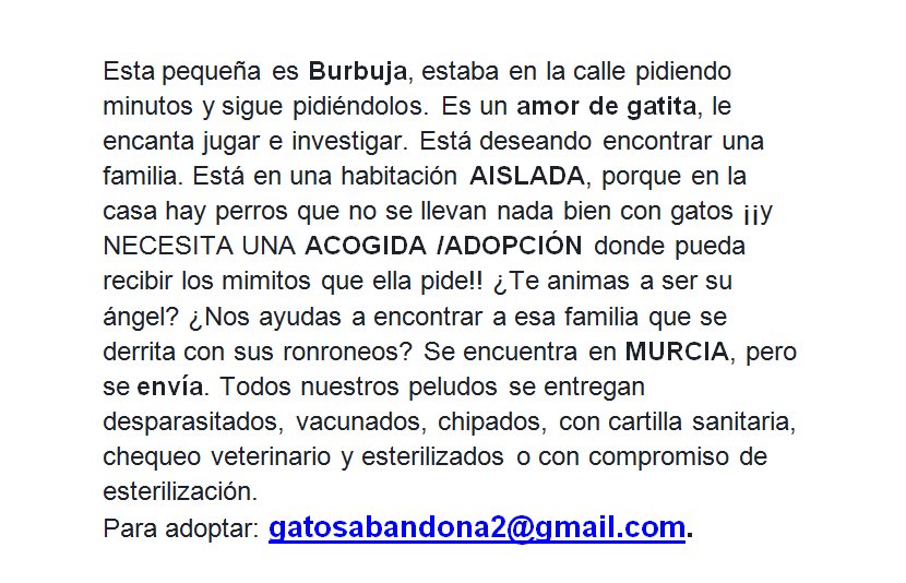GatosAbandona2's tweet photo. Burbuja busca #ADOPCIÓN. Es un #amor de gata que se encuentra encerrada en una habitación...SÚPER CARIÑOSA. #Murcia pero se envia. #SOS https://t.co/AHQWw2Cf3s