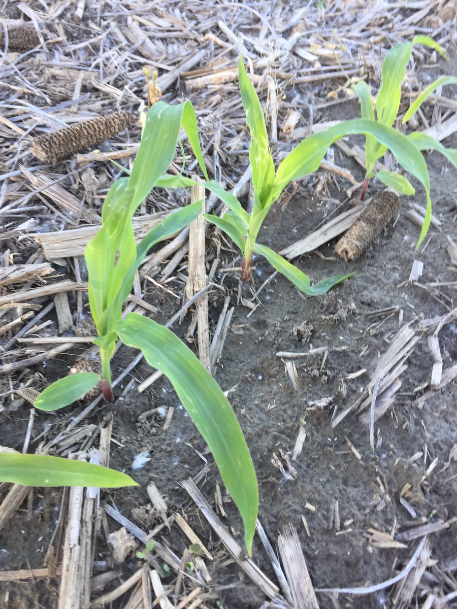 Kosinskicorn's tweet photo. Let's add some hail to this crappy spring!  @ChannelSeed corn was looking good in the dry areas until #CanThisSpringBeOver #Forget2017 https://t.co/82CaRe27BE