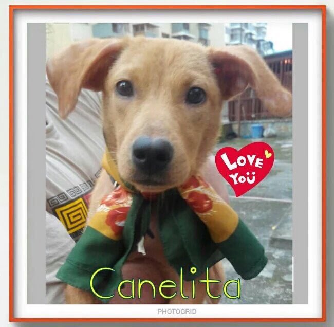MascotasDeCalle tweet media