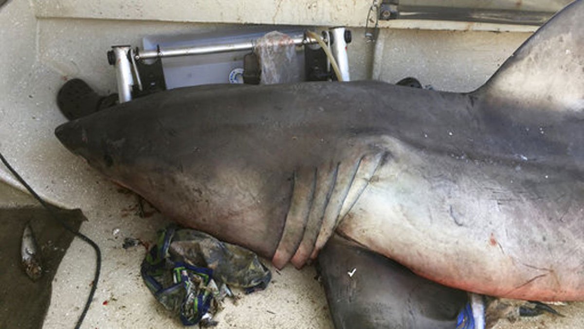 Fisherman says 9-foot shark leaped into his boat bit.ly/2rvt1qy https://t.co/j2HnwYmZd4
